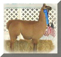 Flaxen's Frosty Chick