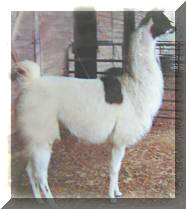 Savannah